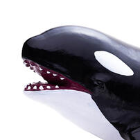 Recur Orcinus orca
